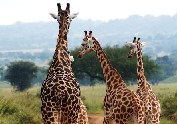 uganda safari kidepo wildlife giraffes