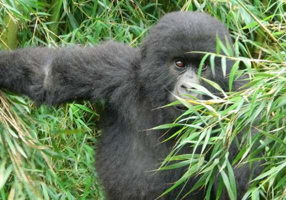 Gorilla climbing bamboo, Uganda gorilla primate wildlife safari