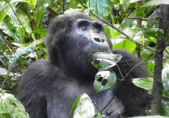 Uganda fly in gorilla safari tour - Mountain gorilla, Bwindi gorilla trek tour Gorillas and Wildlife Safaris