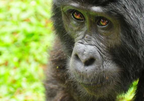Gorilla, Bwindi, Uganda