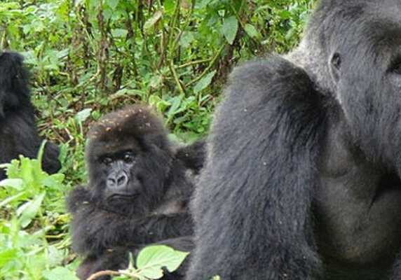 Bwindi gorilla habituation experience tour Gorillas and Wldlife Safaris