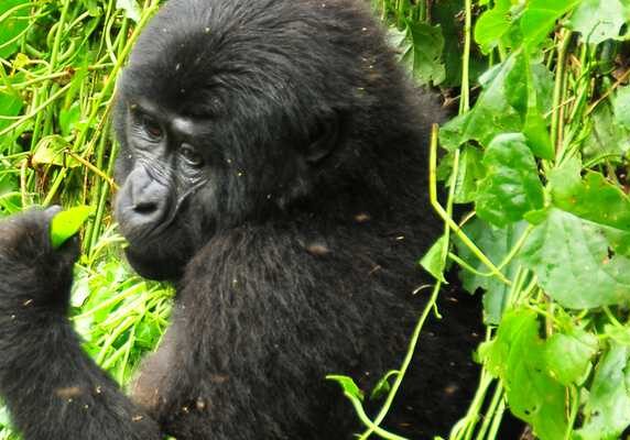 Bwindi Gorila trek safari rwanda Uganda chimps