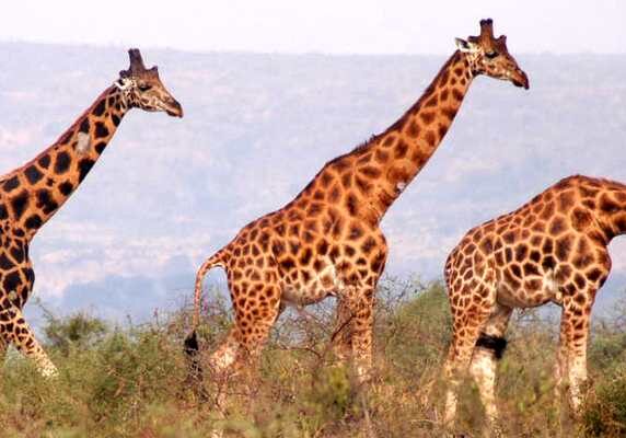 Giraffes, Murchison Falls, Uganda- Murchison Falls National Park Safari