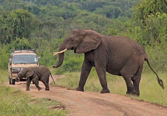 Elephant and calf crossing the road, Queen Elizabeth National Park, Uganda
