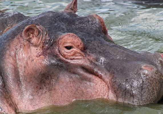 Hippo pod, Kazinga Channel, Queen Elizabeth National Park, Uganda
