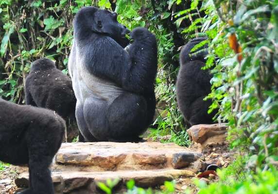 All Uganda gorilla safaris, Uganda tours, gorilla trekking tours, primate wildlife safaris, gorilla habituation safaris, uganda gorilla trekking in Africa