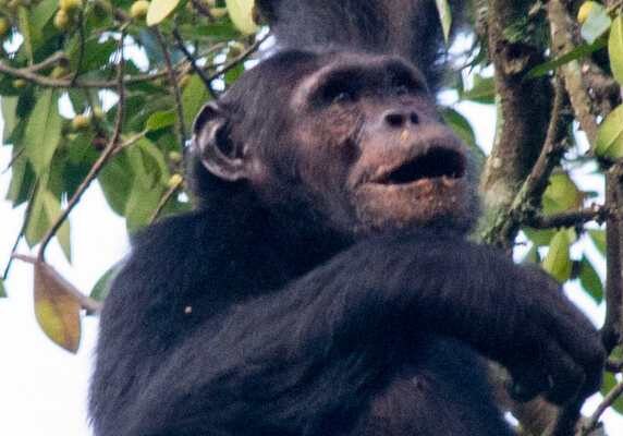 Chimp hanging in tree, Rwanda