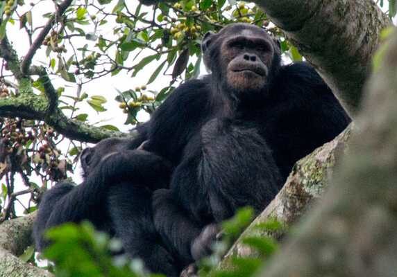 A Chimpanzee in Kibale on the rwanda uganda gorilla chimpanzee trek