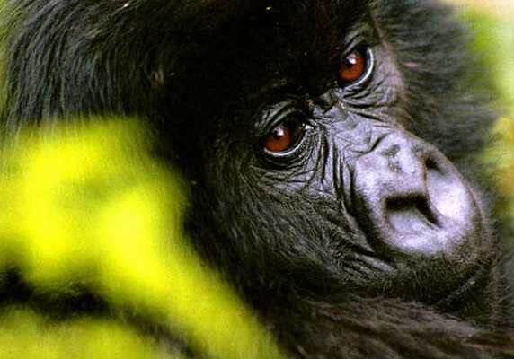 Mountain gorilla, Rwanda