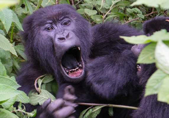 Mountain gorilla, Rwanda best gorilla tour, best of rwanda safari tour, rwanda primate tour. Rwanda Gorillas Chimps, Monkey
