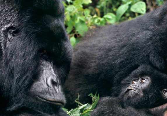 Rwanda Congo Uganda gorillas chimps Nyiragongo