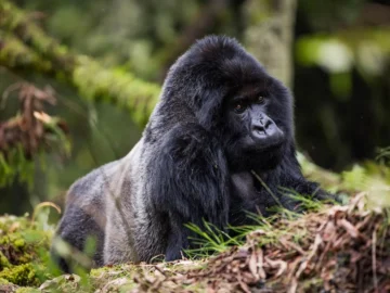 Gorillas and Wildlife Safaris