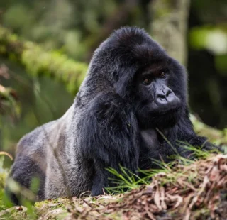 2-Days-Rwanda-Gorilla-Safari-Adventure Gorillas and Wildlife Safaris