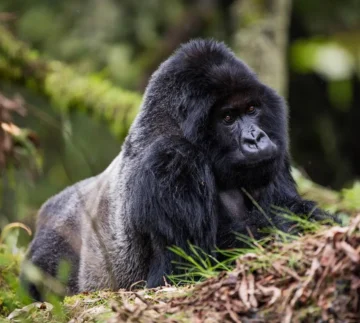 Gorillas and Wildlife Safaris