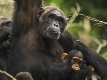 Carson - adult female with infant