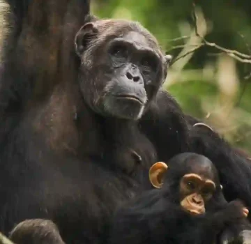 Carson - adult female with infant