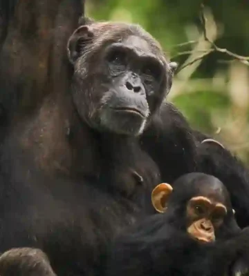 Carson - adult female with infant