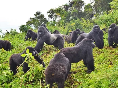 Comparative-Analysis-of-Gorilla-Trekking-in-Rwanda-and-Uganda-1024x675