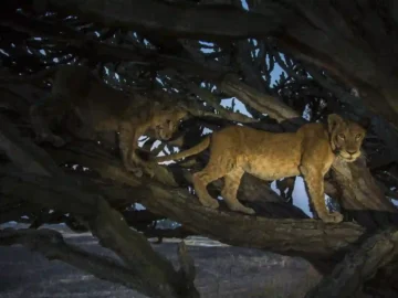 Cubs at twilight (1)