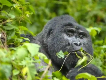 DSC_0067_optimised_Mishaya