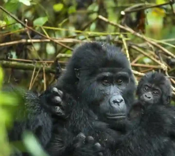 Uganda Rwanda gorilla chimp tour