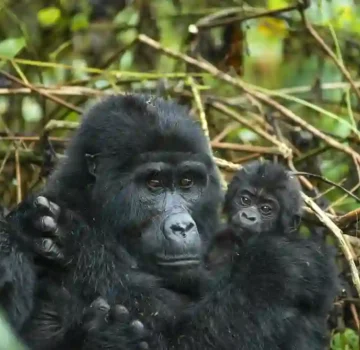 Uganda Rwanda gorilla chimp tour