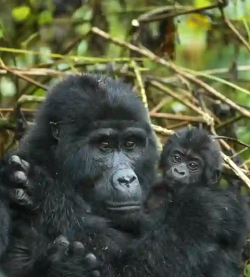 Uganda Rwanda gorilla chimp tour