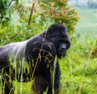 Mountain gorilla in Bwindi volcanoes National Park with wildlife safari