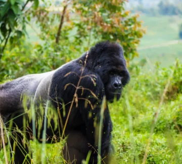 Mountain gorilla in Bwindi volcanoes National Park with wildlife safari