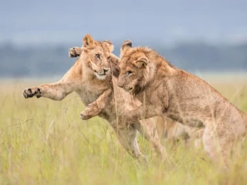 December-in-the-Masai-Mara