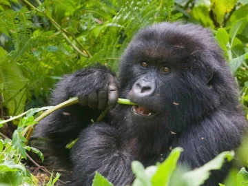 Uganda Rwanda safari