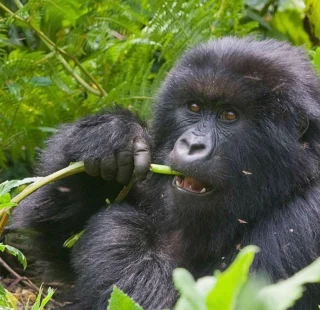 Uganda Rwanda safari