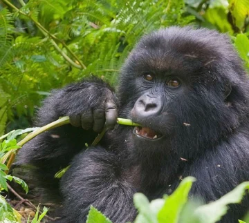 Uganda Rwanda safari