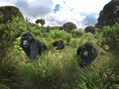 Gorillas-Tracking