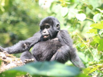 Uganda Rwanda Safari Gorilla Chimp Tracking