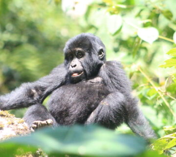 Uganda Rwanda Safari Gorilla Chimp Tracking