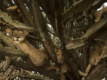 Underneath the pride