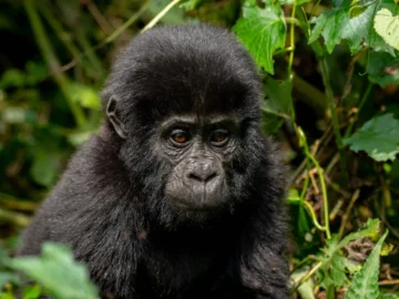 bwindi impenetrable forest