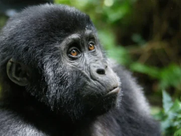 bwindi_baby_gorrilla (1)