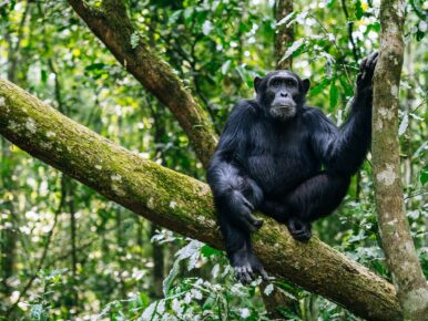 chimpanzee-kibale-forest-uganda-