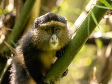 golden-monkey-in-mgahinga