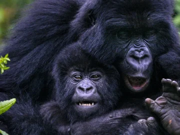 gorilla-trekking-in-Uganda-and-Rwanda