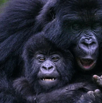 gorilla-trekking-in-Uganda-and-Rwanda