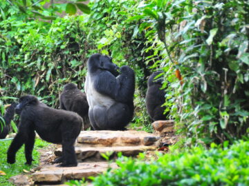 rushegura-gorilla-family-bwindi_6754606579_o-1024x680