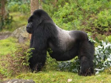 rwanda-silverback
