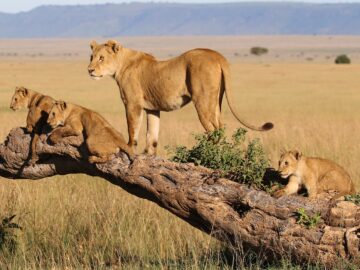 tanzania lions Uganda Rwanda Tanzania gorillas primates chimpanzees and Ngorongoro Serengeti Tarangire safaris combined