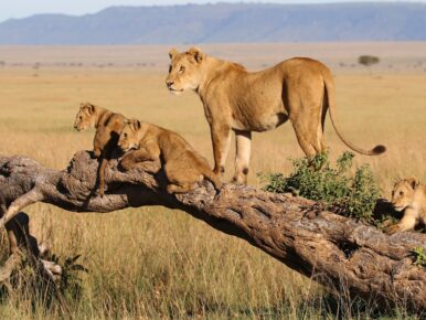 tanzania lions