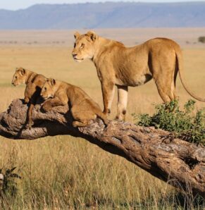 Uganda Rwanda Tanzania gorillas primates chimpanzees and Ngorongoro Serengeti Tarangire safaris combined