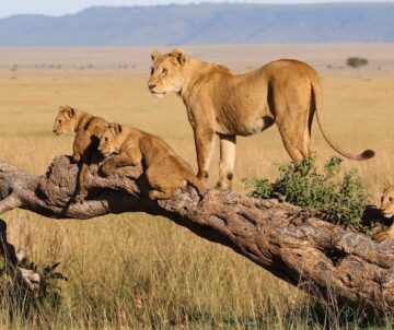 Uganda Rwanda Tanzania gorillas primates chimpanzees and Ngorongoro Serengeti Tarangire safaris combined