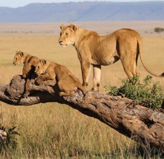 Uganda Rwanda Tanzania gorillas primates chimpanzees and Ngorongoro Serengeti Tarangire safaris combined